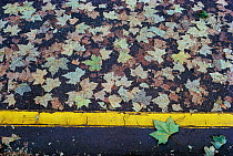 London plane tree leaves on road {Platanus x hispanica} UK