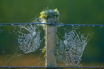 Cobwebs on fence, UK