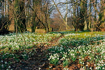 Snowdrops flowering in woodland {Galanthus nivalis} Hertfordshire, UK