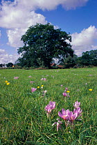 Meadow saffron flowering in grass field {Colchicum autumnale} UK
