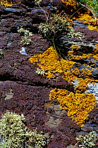 Lichens on rock, Wales, UK