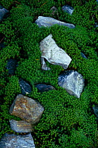 Moss {Polytrichum commune} growing over rocks. UK