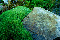 Moss {Polytrichum commune} and rocks. UK