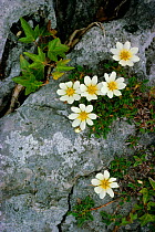 Mountain avens flowering {Dryas octopetala} UK