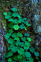Wood sorrel leaves {Oxalis montana} UK