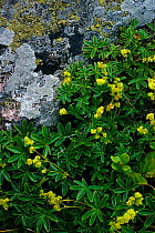 Alpine lady's mantle flowering {Alchemilla alpina} UK