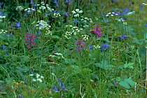 Early purple orchid {Orchis mascula} flowering amongst Bluebells and Cow parsley, UK