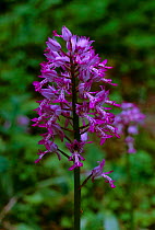 Military orchid flower {Orchis militaris} UK
