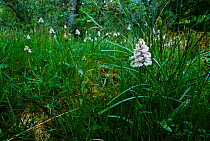 Spotted heath orchid flowering in grass {Dactylorhiza maculata} UK