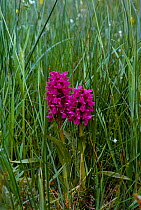 Irish marsh orchid {Dactylorhiza majalis} UK