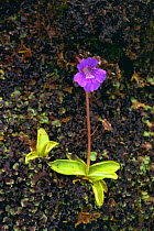 Large flowered butterwort flowering {Pinguicula grandiflora} UK