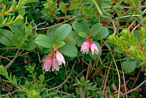 Cowberry flowers {Vaccinium vitis-idaea} UK
