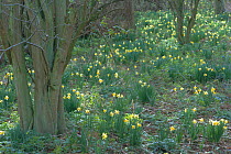 Wild daffodils flowering in woodland {Narcissus pseudonarcissus} Glos, UK