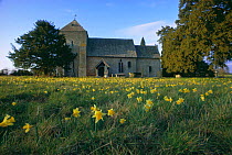 Wild daffodils flowering in churchyard, Kempsley, Gloucestershire, UK