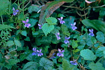 Common dog violets {Viola riviniana} UK