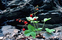 Wild strawberry plant {Fragaria vesca} UK