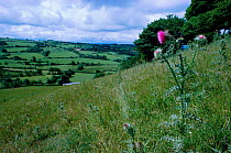 Musk thistle flowering in field {Carduus nutans} Powys, Wales, UK