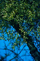 Mistletoe with berries {Viscum album} UK