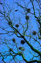 Rooks nests at rookery {Corvus frugilegus} UK