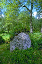 Bog myrtle {Myrica gale} growing on and around boulder in Birch grove, Scotland, UK