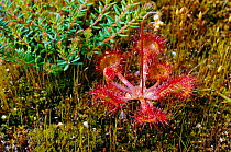 Common sundew {Drosera rotundifolia} UK