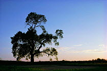 Black poplar tree silhouette {Populus nigra var betulifolia} UK
