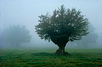 Pollarded Elm tree {Ulmus procera} in mist, UK