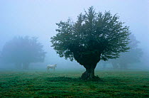 Pollarded Elm tree {Ulmus procera} in mist with white horse, UK
