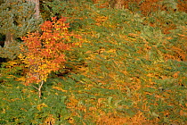 Rowan tree {Sorbus aucuparia} and bracken in autumn. Scotland, UK