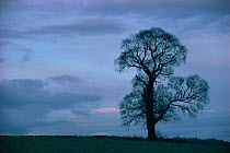 English elm tree silhouette in winter {Ulmus procera} UK