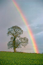 English elm tree silhouette {Ulmus procera} + rainbow. UK
