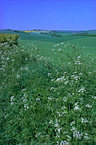 Open downland with cow parsley (Anthriscus sylvestris) flowering on verge Wiltshire, UK