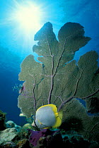 Spotfin butterflyfish {Chaetodon ocellatus} Islamorada, Florida Keys, USA  (Non-ex).