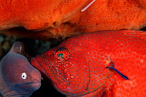 Tomato grouper {Cephalopholis sonnerati} being cleaned by shrimp & wrasse,  (Non-ex).