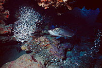 Tarpon {Megalops atlanticus} feeding on dwarf herring, Grand Cayman, Caribbean  (Non-ex).