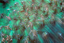 Warty corallimorph oral disk {Rhodactis osculifera / Discosoma sanctithomae} Caribbean Sea NB shrimp with red  (Non-ex).