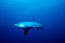 Pelagic thresher shark {Alopias pelagicus} Monda Shoal,  Philippines, Pacific Ocean  (Non-ex).