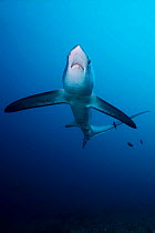 Pelagic thresher shark {Alopias pelagicus} Monda Shoal,  Philippines, Pacific Ocean  (Non-ex).