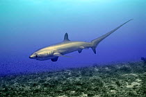 Subadult Pelagic thresher shark {Alopias pelagicus} Philippines, Pacific Ocean  (Non-ex).