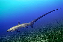 Subadult Pelagic thresher shark {Alopias pelagicus} Philippines, Pacific Ocean ~(Non-ex).