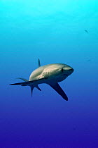 Subadult Pelagic thresher shark {Alopias pelagicus} Philippines, Pacific Ocean  (Non-ex).