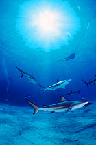 Blacktip sharks patrolling {Carcharhinus limbatus} Walkers Cay, Bahamas, Caribbean Sea  (Non-ex).