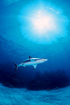 Blacktip shark patrolling {Carcharhinus limbatus} Walkers Cay, Bahamas, Caribbean Sea  (Non-ex).