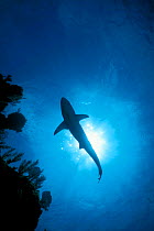 Silhouette of Blacktip shark patrolling {Carcharhinus limbatus} Walkers Cay, Bahamas,  (Non-ex).