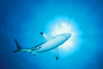 Blacktip shark patrolling {Carcharhinus limbatus} Walkers Cay, Bahamas, Caribbean Sea  (Non-ex).