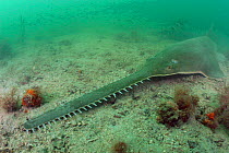 Smalltooth / Wide sawfish {Pristis pectinata} Everglades NP, Florida, Gulf of Mexico,  (Non-ex).
