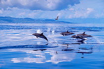 Atlantic spotted dolphins jumping {Stenella frontalis} Azores, Portugal, North Atlantic  (Non-ex).