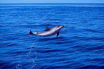 Atlantic spotted dolphins jumping {Stenella frontalis} Azores, Portugal, North Atlantic  (Non-ex).