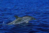 Atlantic spotted dolphin surfacing {Stenella frontalis} Azores, Portugal, North Atlantic  (Non-ex).