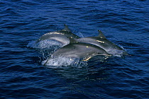Atlantic spotted dolphins surfacing {Stenella frontalis} Azores, Portugal, North Atlantic  (Non-ex).